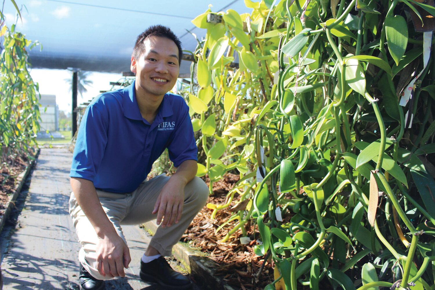 Xingbo Wu is a plant breeder and geneticist at the UF/IFAS Tropical Research and Education Center. The shade house contains thousands of yards of vanilla vines at the Homestead campus.